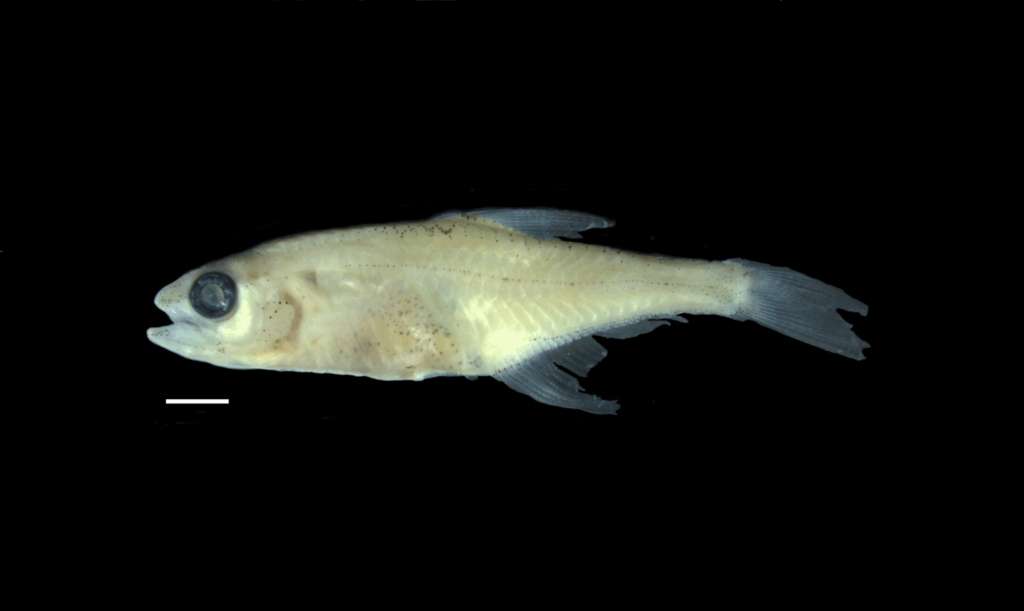 Fotografía del "Priocharax rex", la nueva especie de pez.