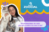¿Cuándo se celebra el día del gato?