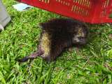 Piden mayor control de mascotas tras afectaciones a la fauna silvestre en el Valle