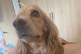 Milú, la perrita que sobrevivió al terremoto gracias al rescate y la calma de un niño