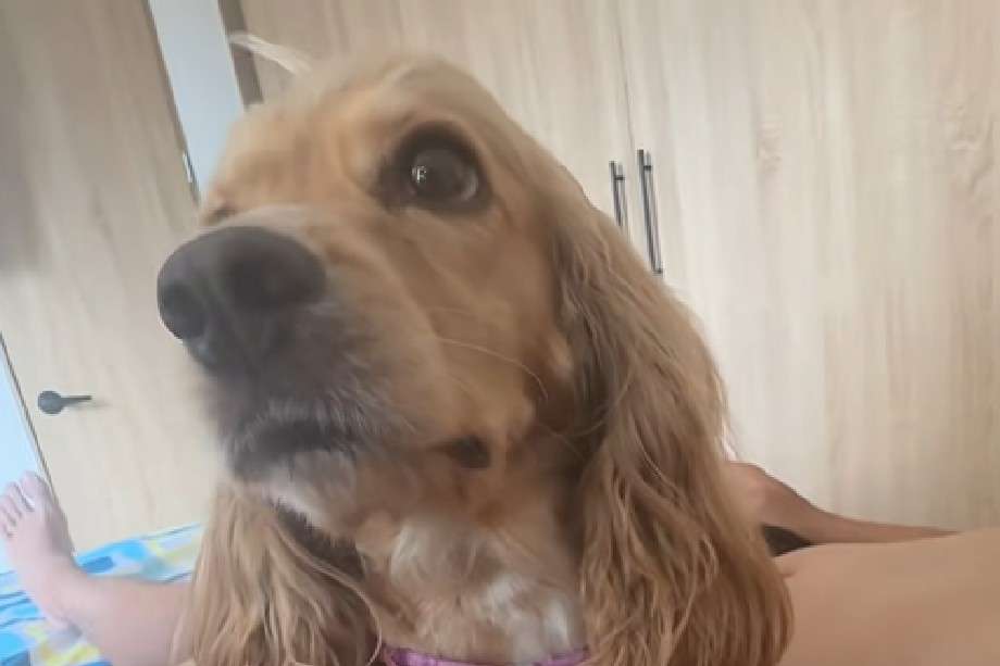 Milú, la perrita rescatada en el sismo de Ibagué que hoy conquista las redes sociales.