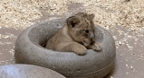 (Video) León cachorro y su padre se encuentran por primera vez en zoológico