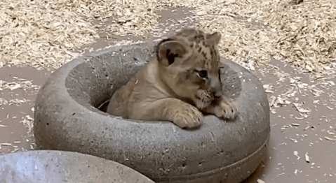 (Video) León cachorro y su padre se encuentran por primera vez en zoológico