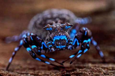 Una araña azul fluorescente y otras 70 especies son nuevas para la ciencia