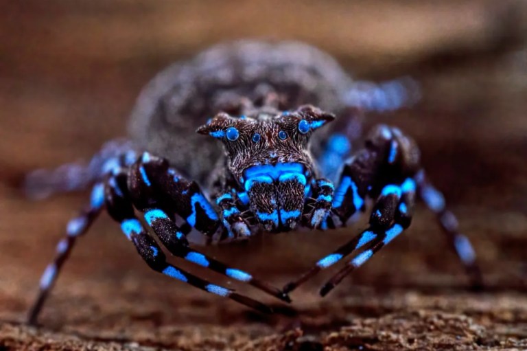 Una araña azul fluorescente y otras 70 especies son nuevas para la ciencia