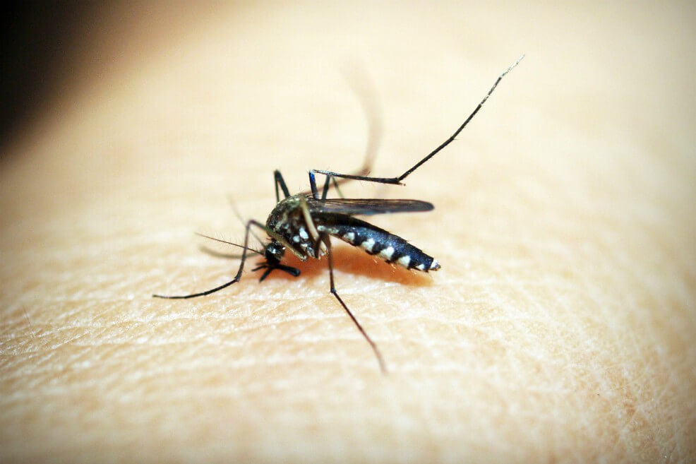 Hay aproximadamente 12 millones de colombianos en riesgo de contraer malaria según el Ministerio de Salud. / Pixabay.