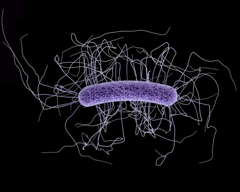 Así se ve la bacteria Clostridium difficile al microscopio. / Centros para el Control y Prevención de Enfermedades.