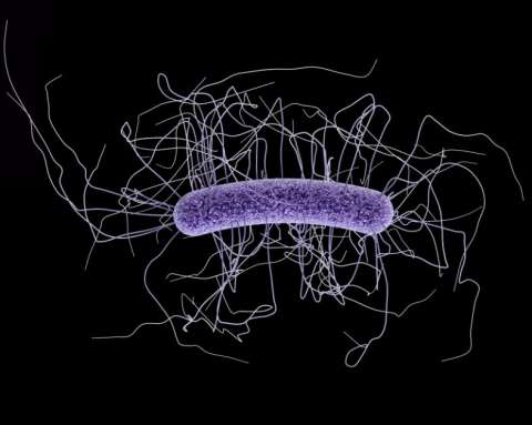 Una bacteria hipervirulenta aparece en hospitales de Colombia