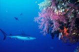 Elefantes y tiburones, ahora más protegidos