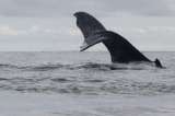 Con música despiden en el Pacífico a las ballenas que llegan a sus aguas