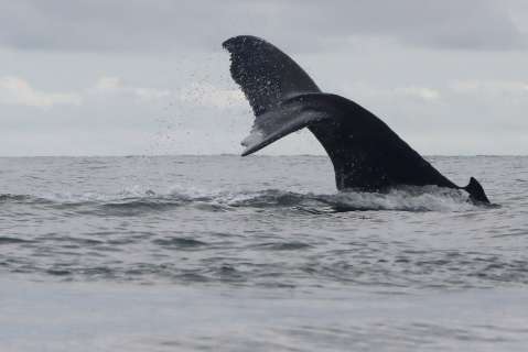 Con música despiden en el Pacífico a las ballenas que llegan a sus aguas