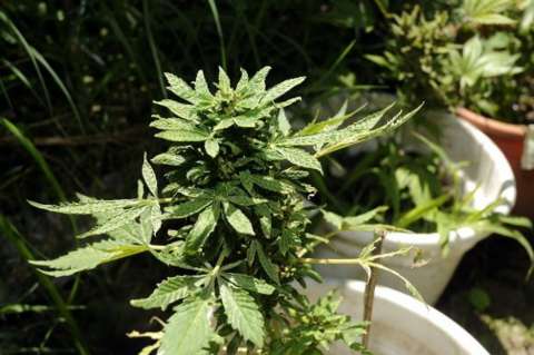Regulación de marihuana en Uruguay no disminuyó el narcotráfico