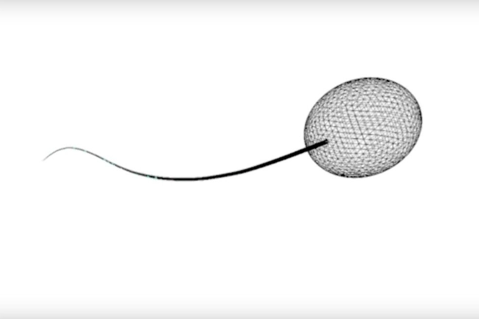 Al estudiar el movimiento de los espermatozoides y crear una herramienta para simular su movimiento, científicos de U. Harvard descubrieron un nuevo método para analizar moléculas. / Youtube.