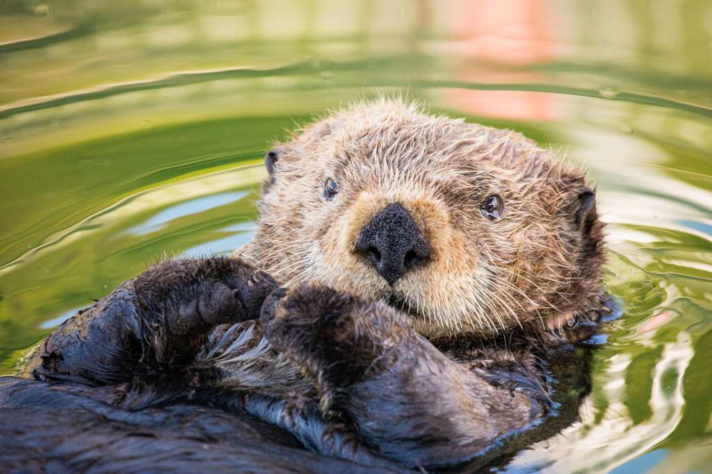 Nutria marina del norte.
