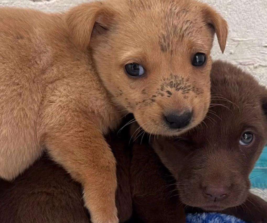 Tres cachorras de apenas un mes fueron abandonadas en la entrada de una fundación