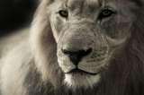 Cuidador de zoológico murió atacado por un león tras dejar su jaula abierta