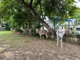 Cartagena: buscan hogares para caballos y burros que eran usados para trabajos