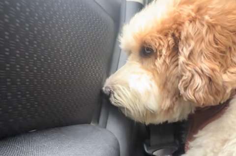 “Con las patas vacías”: así fue la reacción de un perrito al no recibir su premio