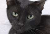 Nébula, gatita negra rescatada en Santa Marta, busca una familia paciente y amorosa