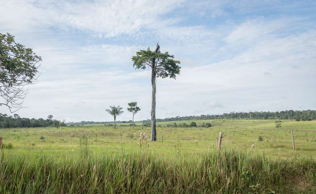 La región de la amazonía-orinoquía está en alerta por la deforestación.
