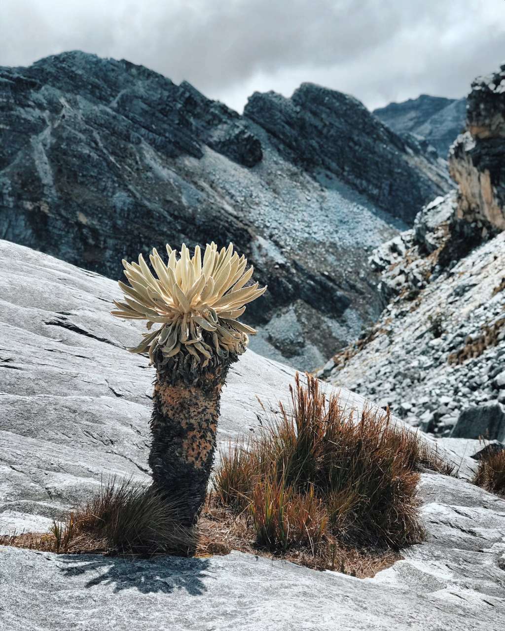 Los frailejones, propios de estos ecosistemas, se han visto afectados por los incendios.