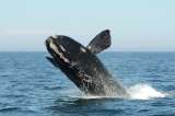 Alta velocidad de los barcos sigue poniendo en riesgo la vida de las ballenas francas