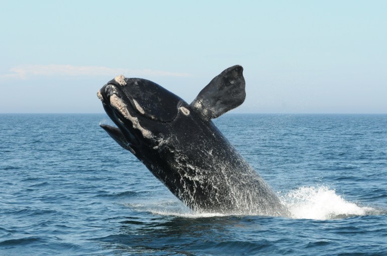 La ballena franca del Atlántico Norte está a un paso de la extinción