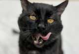 La historia del gato que no puede dejar de buscar abrazos