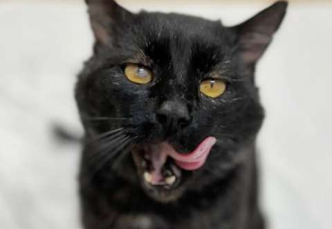 La historia del gato que no puede dejar de buscar abrazos