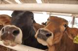 El impacto en los precios de la carne producto del cierre en la vía al Llano