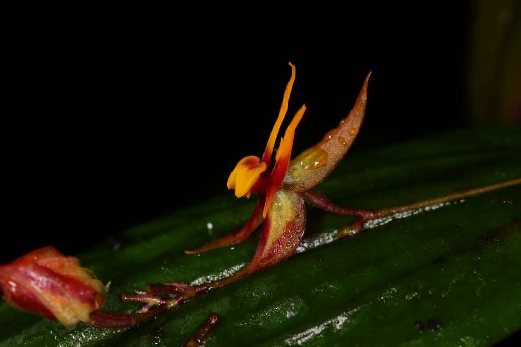 Orquídeas