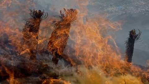 Más frailejones en llamas: otro incendio en los páramos de Boyacá