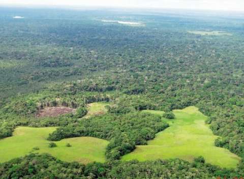 Noruega aportará $46 mil millones para combatir la deforestación en el Amazonas