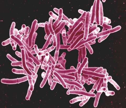 ¿Por que volvieron a aumentar las muertes por tuberculosis en el mundo?