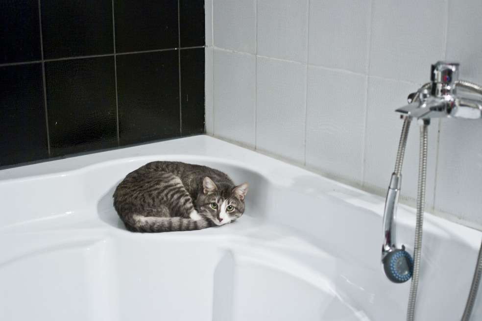 Si tu gato ha salido de casa necesitarás ser más exhaustivo en su limpieza. La primera opción es hacerla con champú en seco. Su textura es espumosa y solo necesitarás de un cepillo para retirarla. Pero si no tienes este producto en casa puedes acudir a los pañitos húmedos para bebé. Hazlo de la misma manera en que el gato se lame a sí mismo: poco a poco y suavemente para que él se vaya acostumbrando y lo interprete como un juego. Atendiendo estas sencillas recomendaciones, tu gato lucirá impecable y tú te sentirás tranquilo de saber que está limpio y saludable.