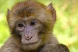 Macacos muestran inmunidad tras infección natural y después de vacuna contra el COVID-19