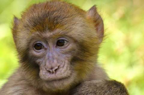 Macacos muestran inmunidad tras infección natural y después de vacuna contra el COVID-19