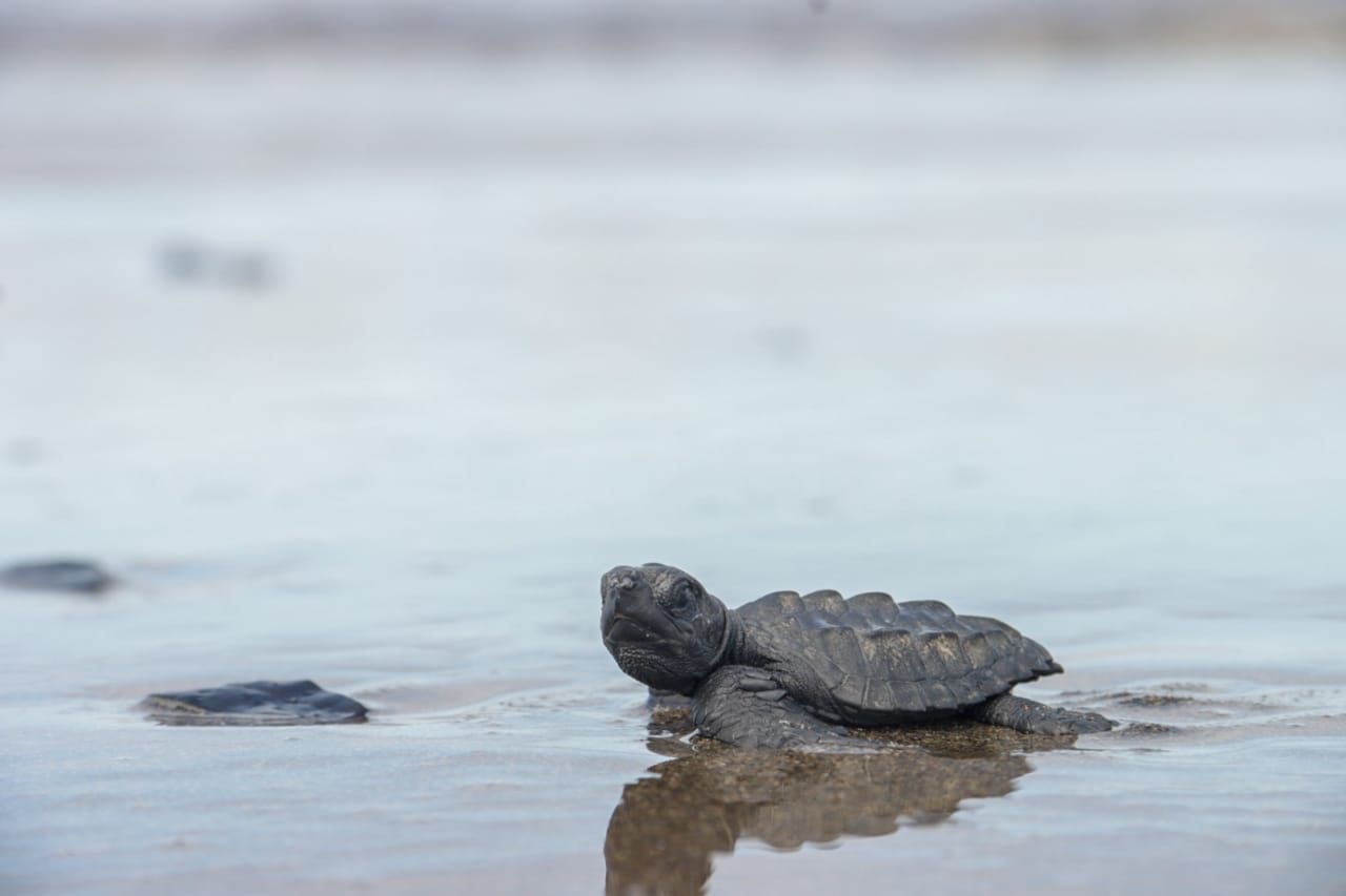 Liberación de tortugas recién nacidas en Puerto España, límite entre el Valle del Cauca y Chocó.