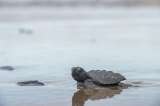 Comunidad en límites entre Valle y Chocó ayudó a 200 tortugas a llegar al mar