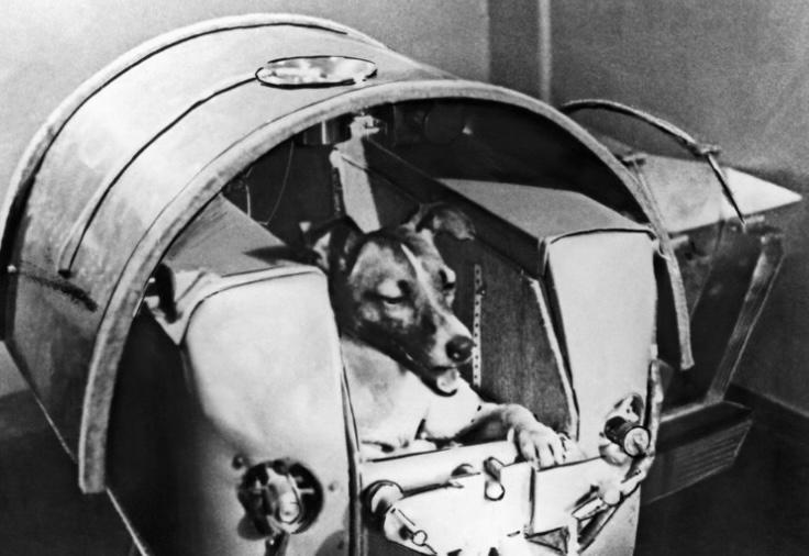Laika