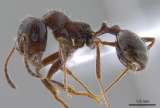 El particular caso de las hormigas que engendran crías de otra especie