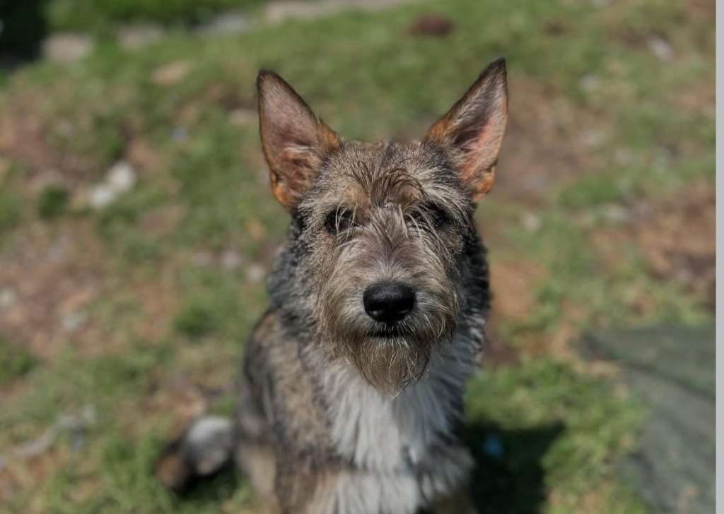 Repartidor abandonó a un perro durante una entrega: ahora busca un hogar