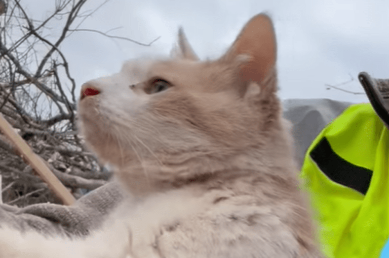 Este gato sobrevivió al tornado de Tennessee, ¿qué pasó?