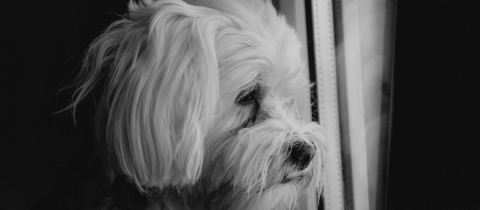Si su perro hace estas cinco cosas es porque lo extraña