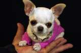 Pearl, la perrita más pequeña del mundo según Guinness Récords, ¿cuánto mide?