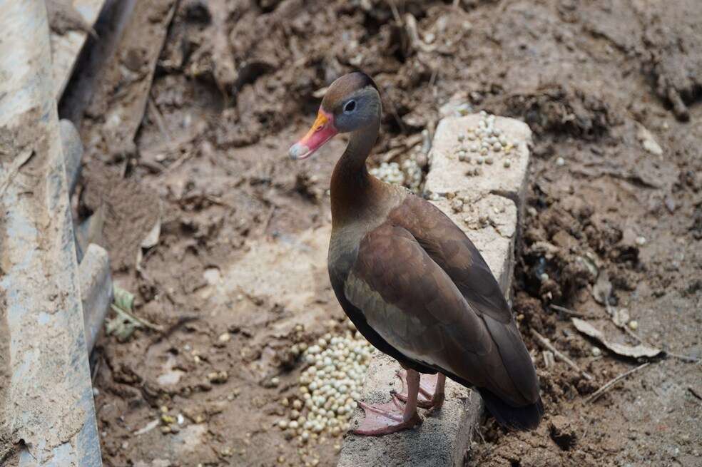 Aves afectadas en Puerto Triunfo