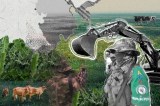 Bajo Atrato: un pulmón del mundo en alto riesgo por el actuar  del Clan del Golfo
