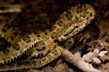 Descubren una nueva especie de serpiente venenosa endémica de Perú