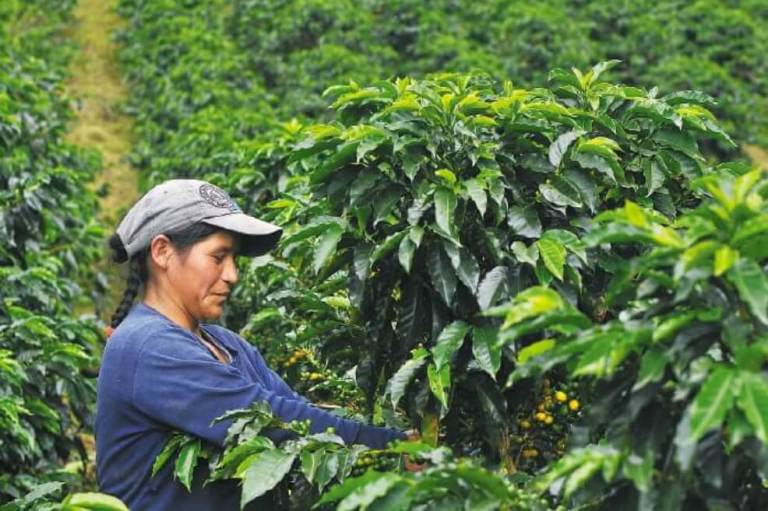 Café: replanteando el libre mercado