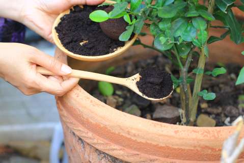¿Es verdad que el café sirve para las plantas?